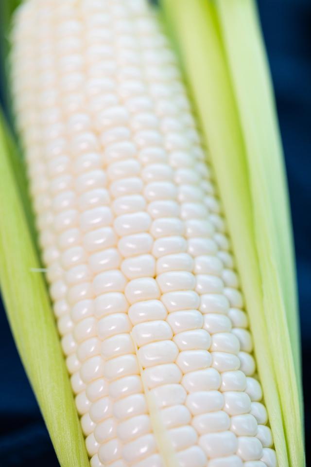 水果玉米和糯玉米是转基因食品吗,爆汁玉米是转基因吗