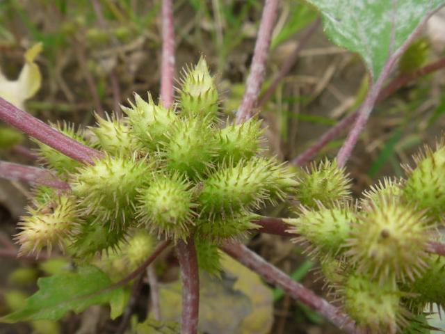农村这种野草功效多,小时候常见可以吃的野草