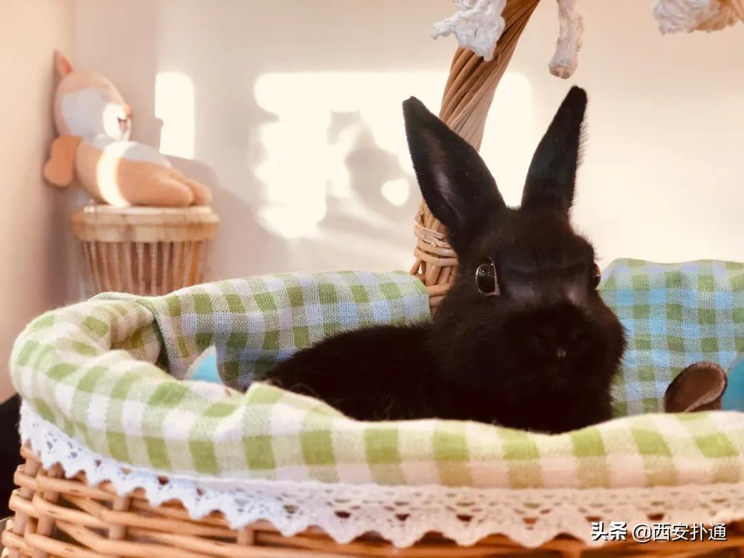 西安有哪些可以撸兔子的店,西安撸兔子的店