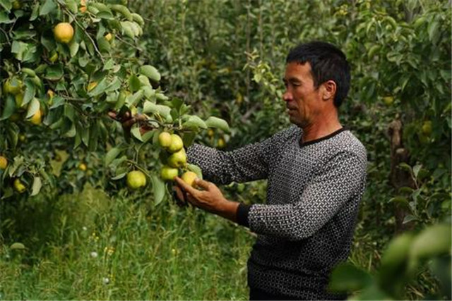 新疆库尔勒香梨怎么种植,库尔勒香梨几年丰产