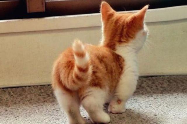 猫咪喜欢用屁股对着你啥意思,猫咪总喜欢拿屁股对着我