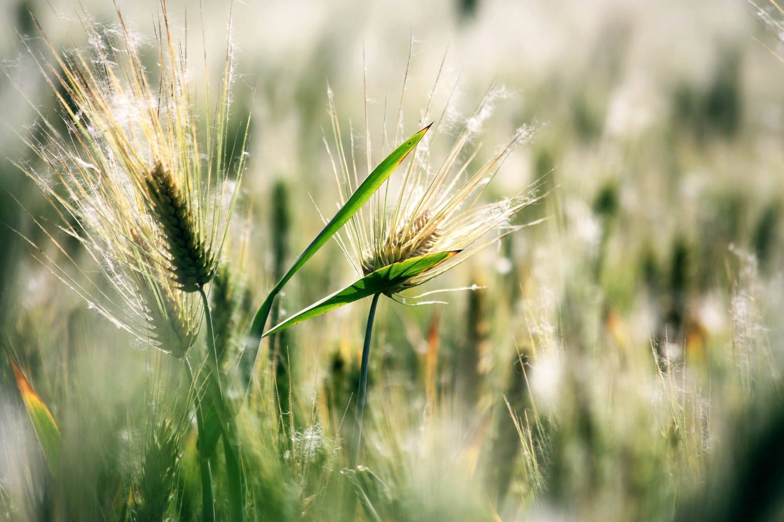 是谁将马匹饲料推销到了人们的餐桌?燕麦的故事,背后的资本味道