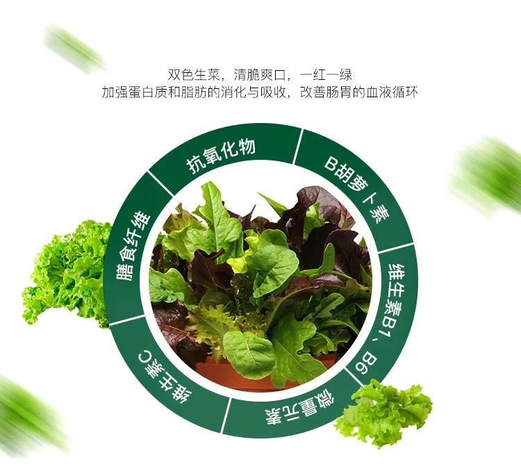 夏季适合做沙拉的蔬菜有哪些,种蔬菜教程阳台