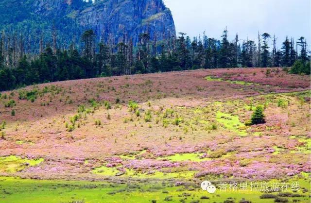 香格里拉除了景点还有好玩的地方,丽江去香格里拉路途中有什么景点