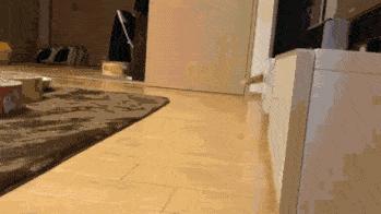 猫咪在电饭煲上拉臭臭，差点把铲屎官气晕在厕所