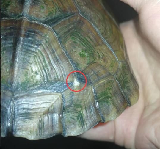 水龟腐皮怎么治,水龟腐甲最有效方法