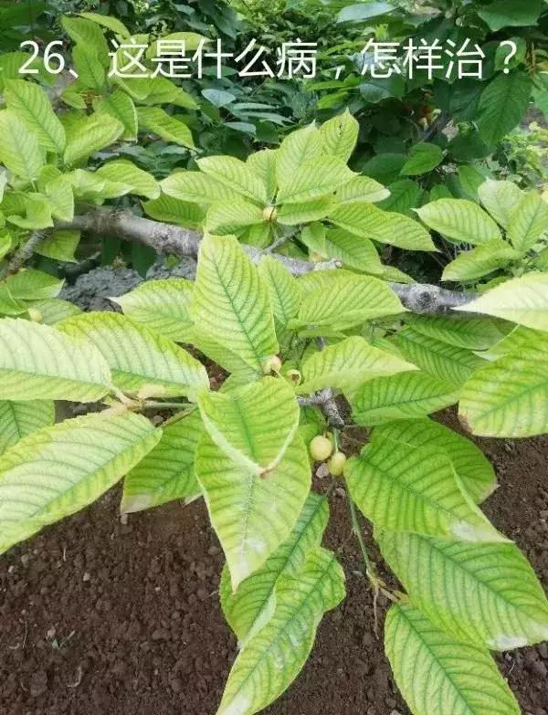 樱桃熟了烂果是怎么回事？（72期）