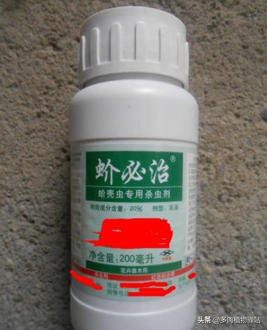 多肉长白色小虫子怎样去除,多肉燕子掌长白色虫子