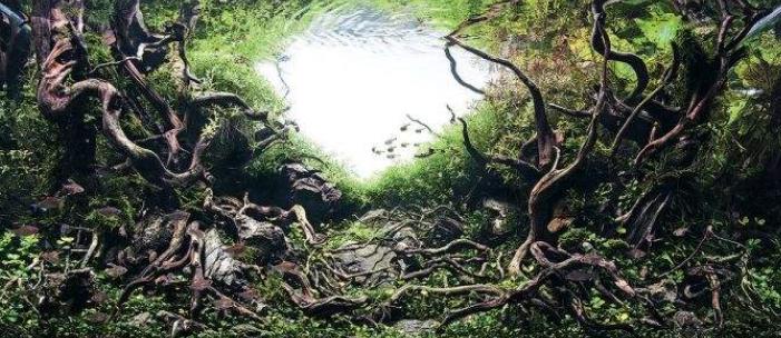 适合新手养的十大最耐活观赏鱼,十大适合新手养的漂亮观赏鱼