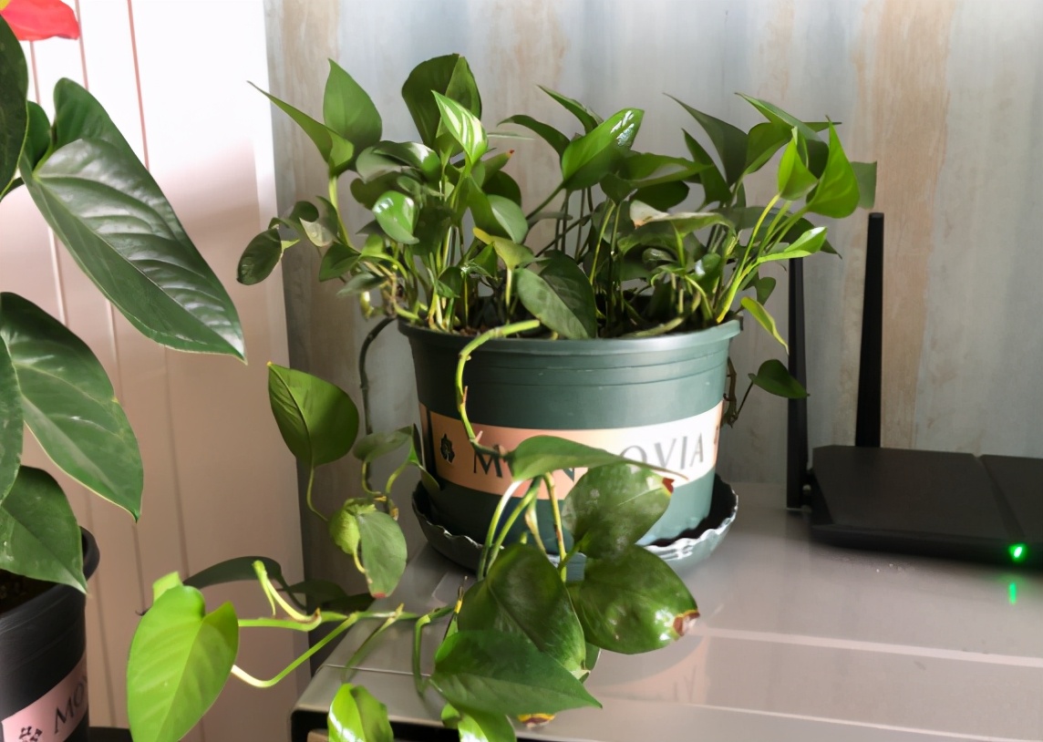 绿萝养得太旺盛了怎么办,绿萝养了一年不长怎么办