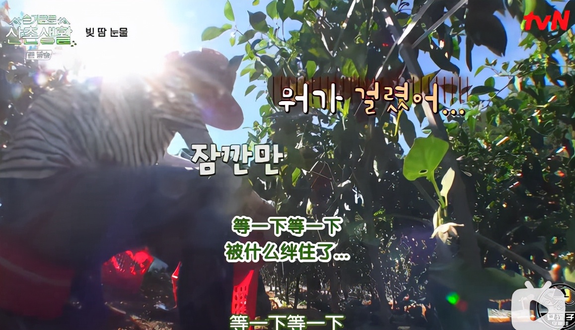 柳演锡申贤彬为什么叫wintergarden,罗英锡曺圭贤