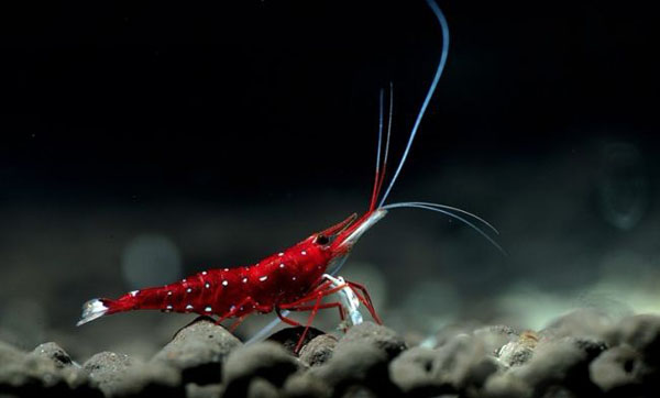 天空蓝魔、黄金巨手、血钻......养个虾整个人都中二了