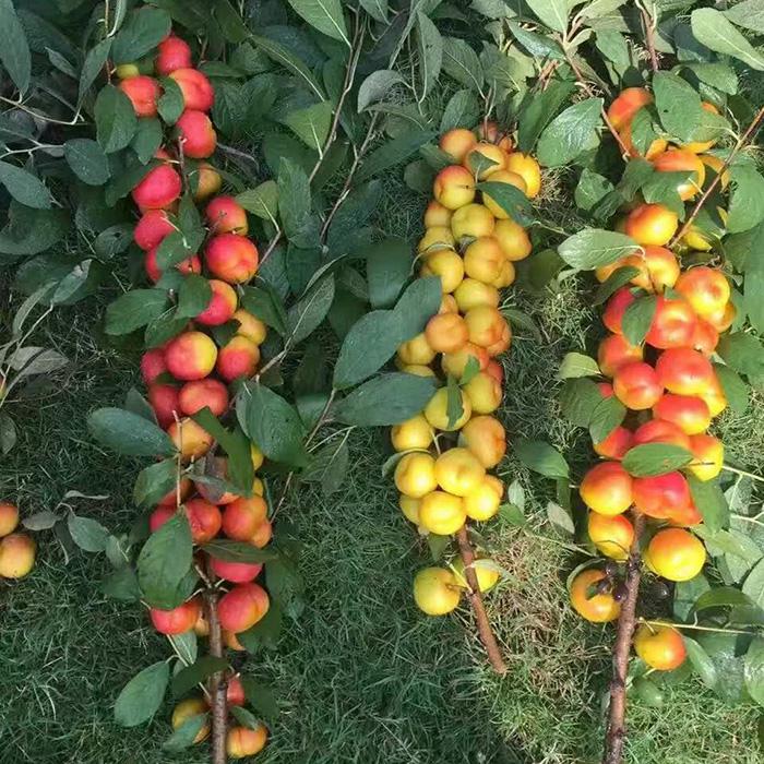 骨质疏松什么水果可以帮助补钙,骨质疏松吃什么水果补钙最快最好