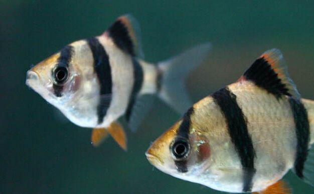 虎皮鱼吃什么饲料最好,虎皮鱼幼崽能吃些什么