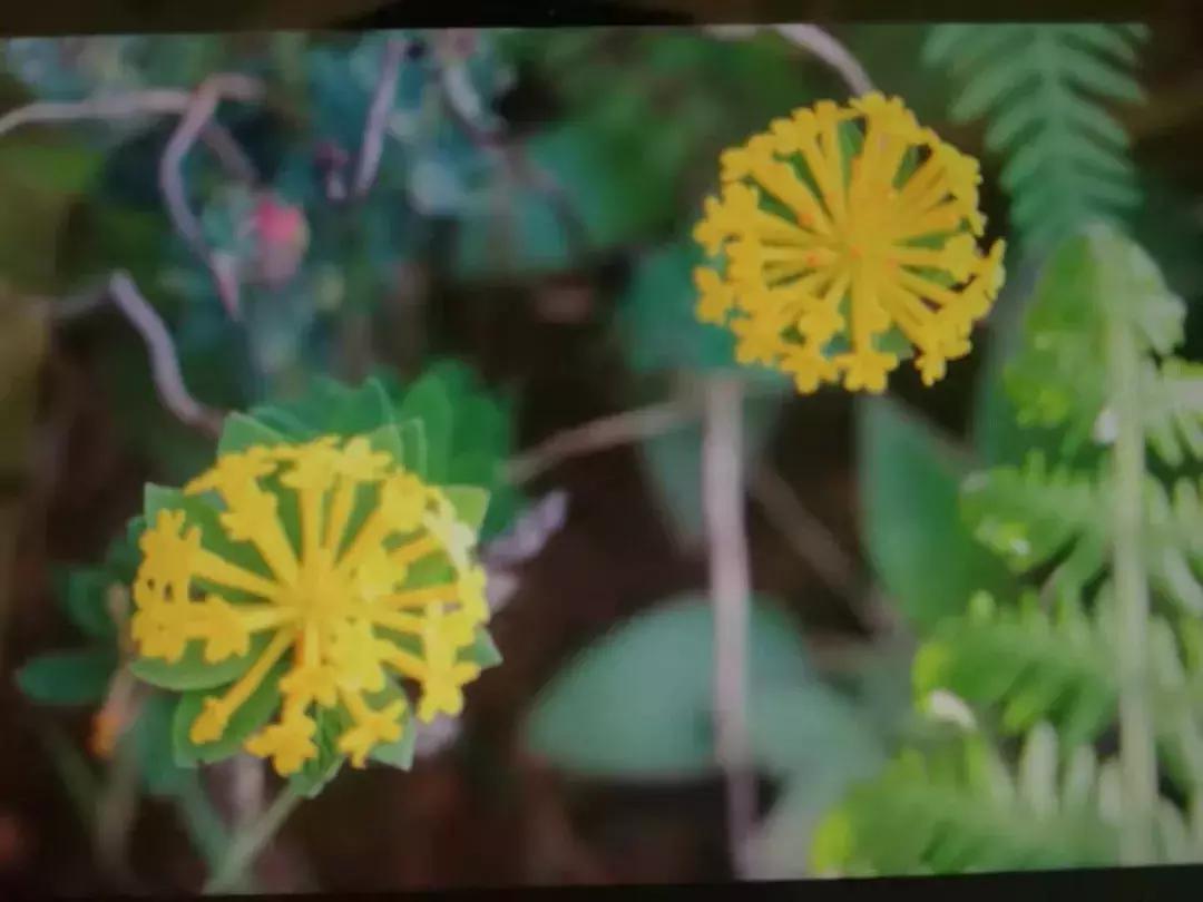 原创散文|赵泽伦​：一路向西，请给邓川一支画笔