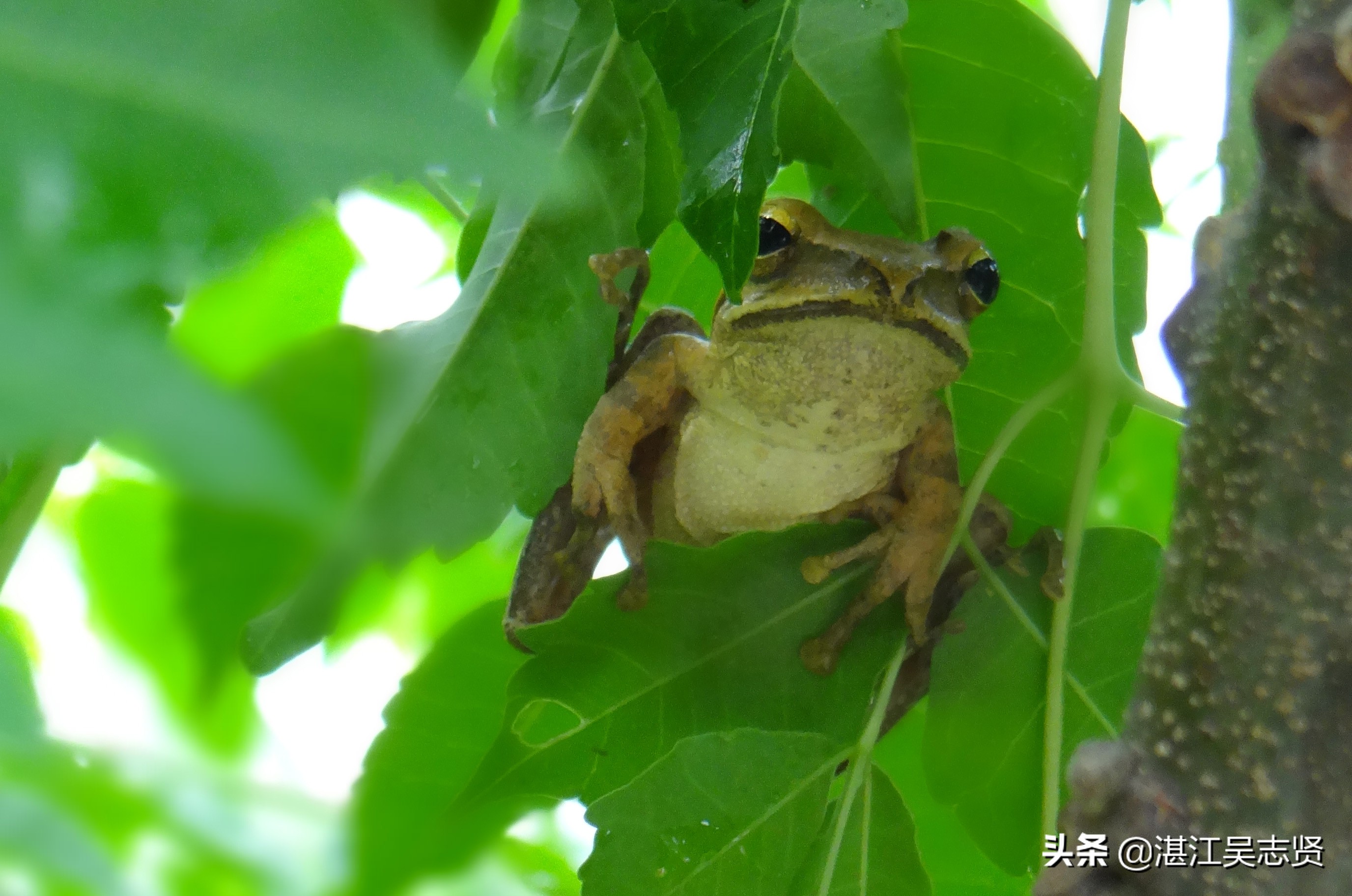 林蛙繁衍方式,什么蛙在树上繁殖