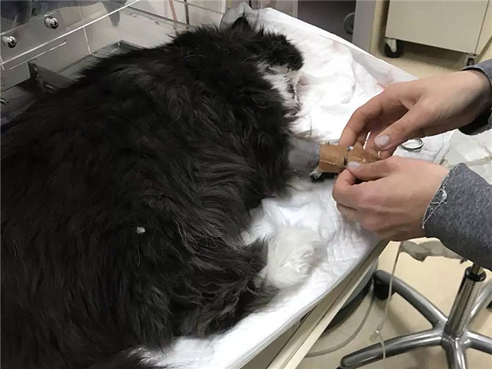 猫咪绝育辟谣,猫咪绝育肺水肿