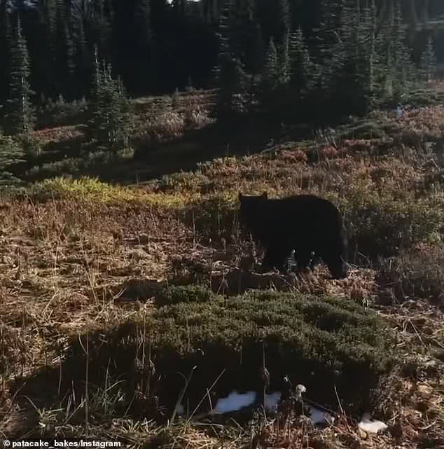 国外一男子爬山中遇到黑熊,美国人爬山遇到黑熊