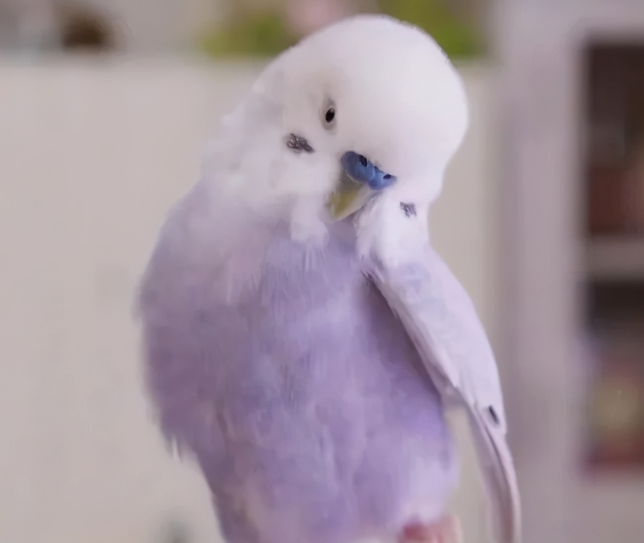 鹦鹉不听话怎么办,鹦鹉不听话的危害