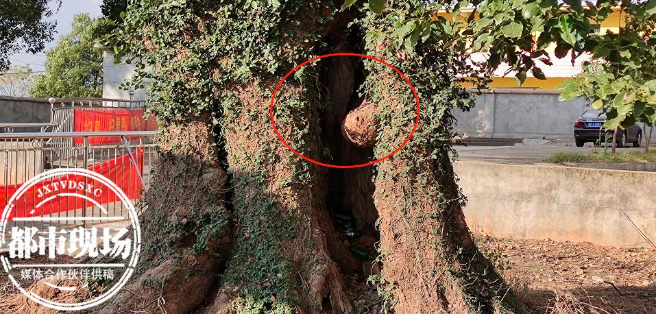 两个熊孩子被马蜂蜇,小学校园内惊现马蜂窝