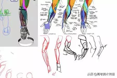 手臂分哪些肌肉结构,人体手臂肌肉结构形状