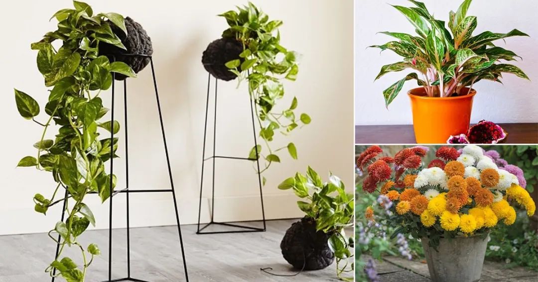 植物防辐射是真的吗,既可吸甲醛也可吸辐射的绿植