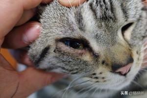 猫割双眼皮怎么治疗,猫咪割双眼皮是什么原因