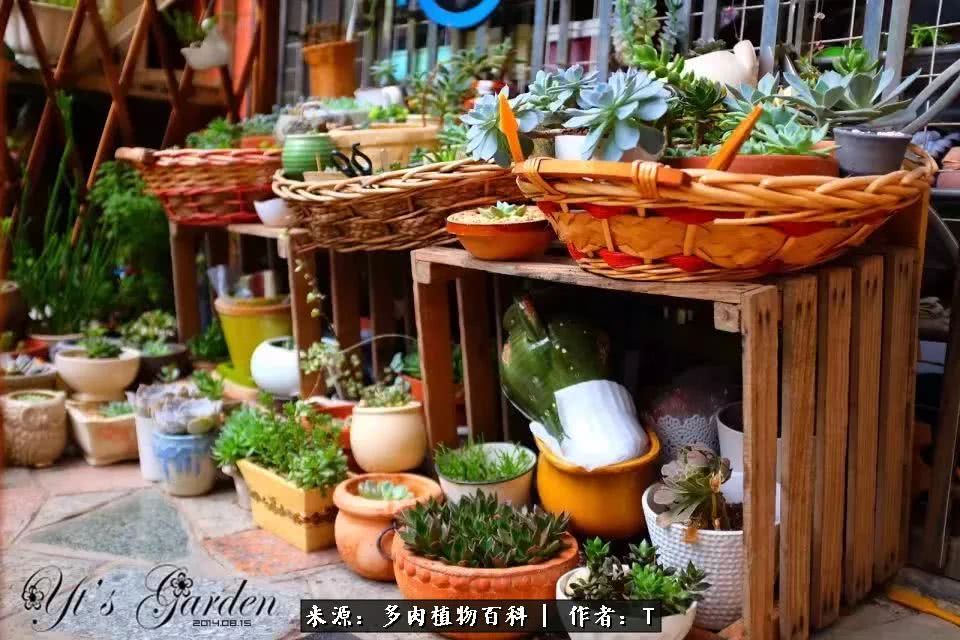 多肉还可以这样玩(上):八年养肉路剪影!