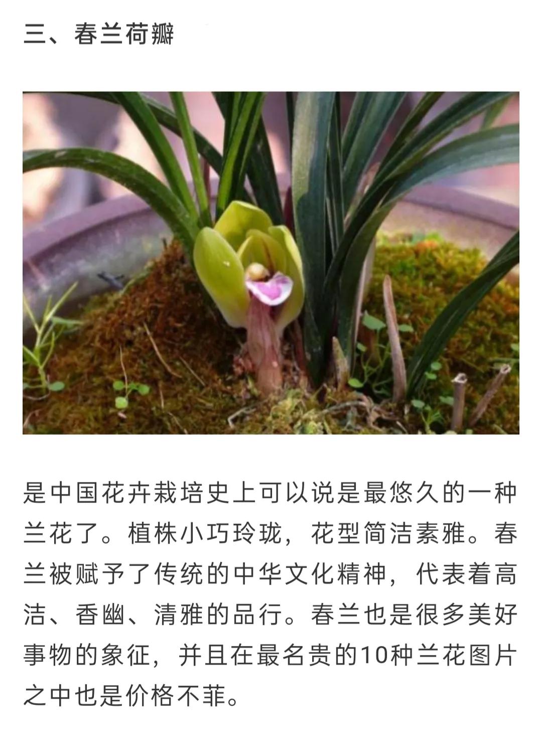 兰花品种大全简介,兰花种类讲解视频