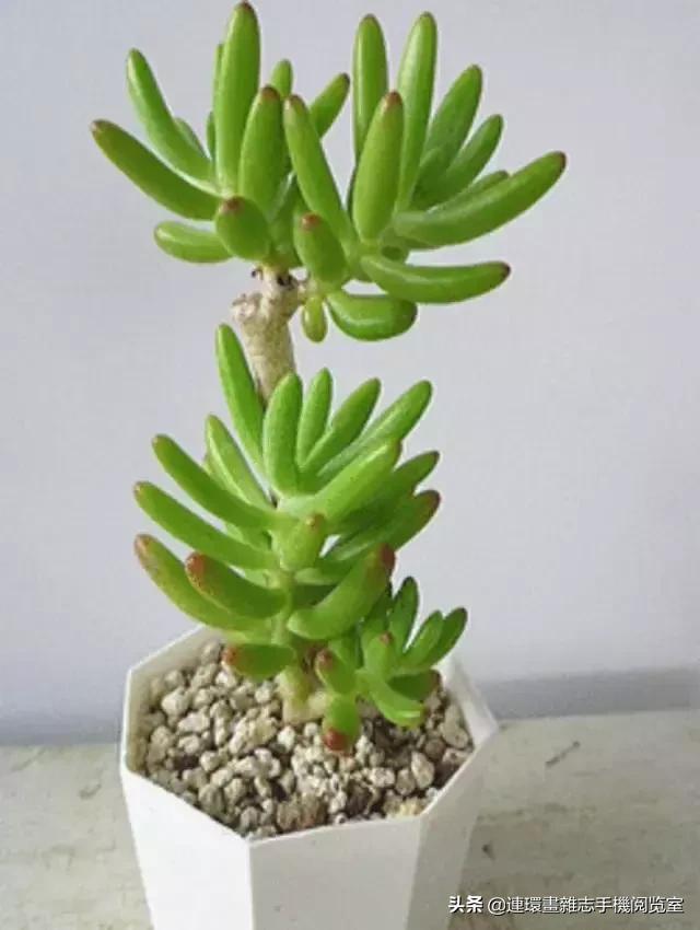 365种多肉图谱大全,365种鲜花图册大全