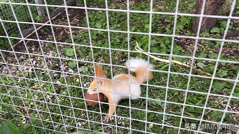宠物松鼠当妈妈了，好心帮它清理小窝，它却把松鼠宝宝扔了？