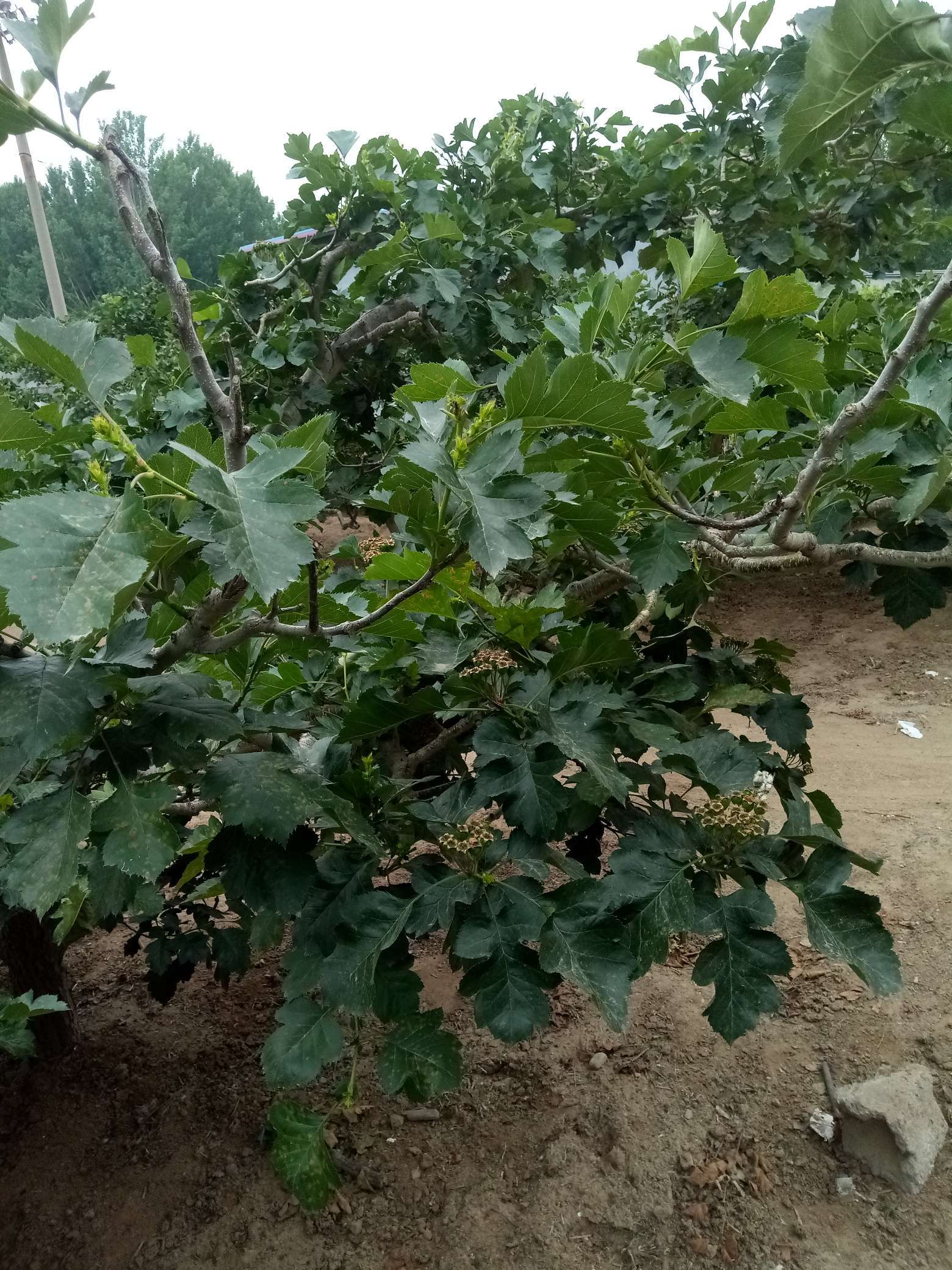 山楂树有什么病虫害如何防治,山楂树已经有锈病怎么治