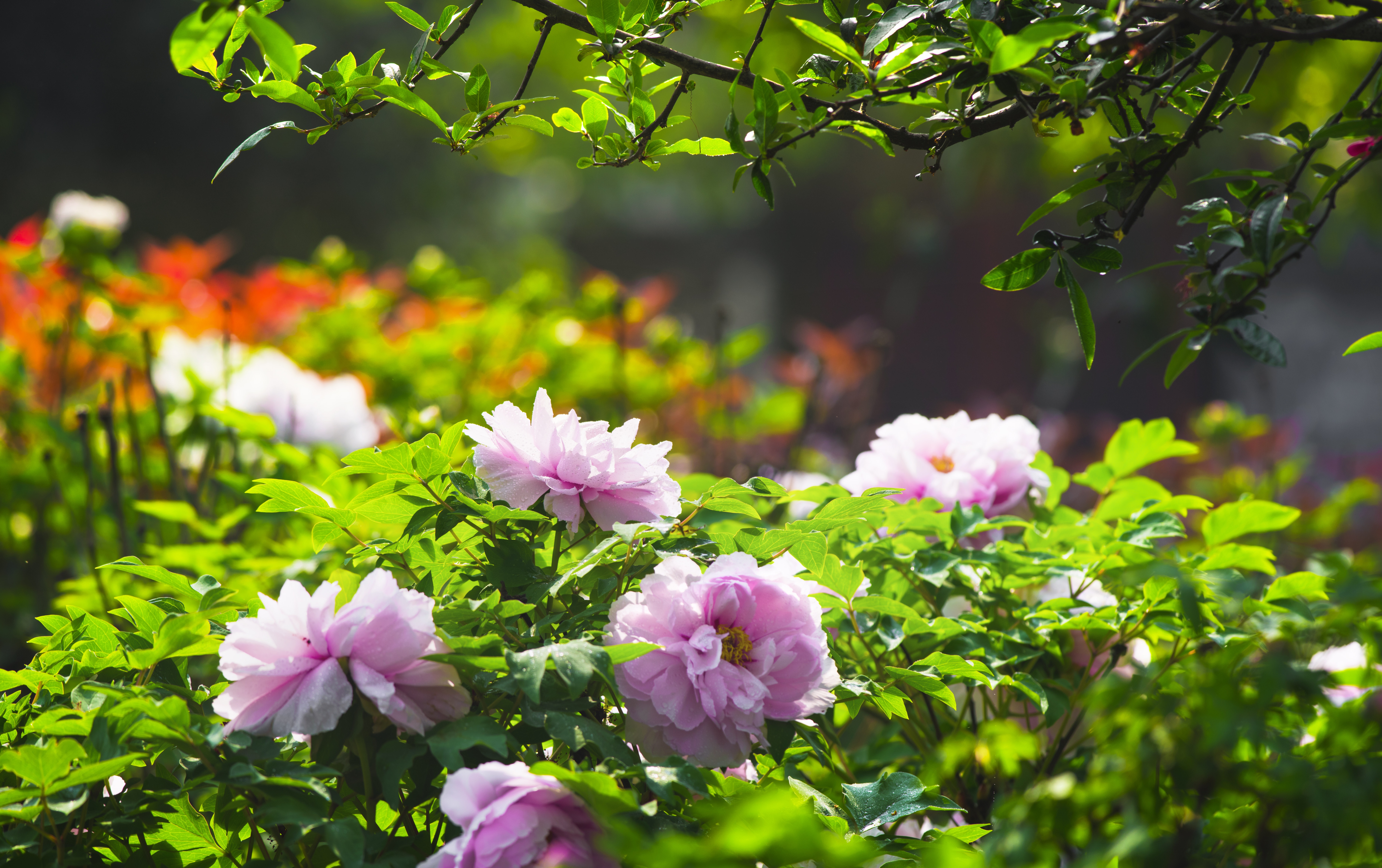 骑游绿道攻略,成都田园生态徒步游