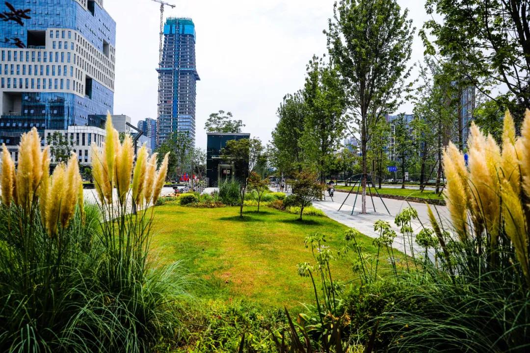 天府大道改造最新消息,为什么天府大道修到仁寿就变弯了