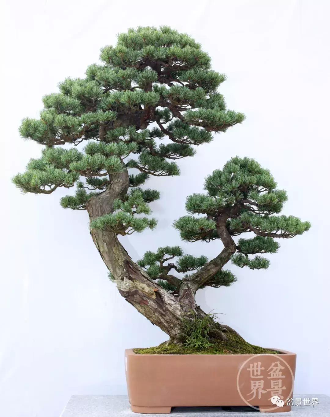 松树盆景经典大片,大斜杆式盆景得金奖作品松树