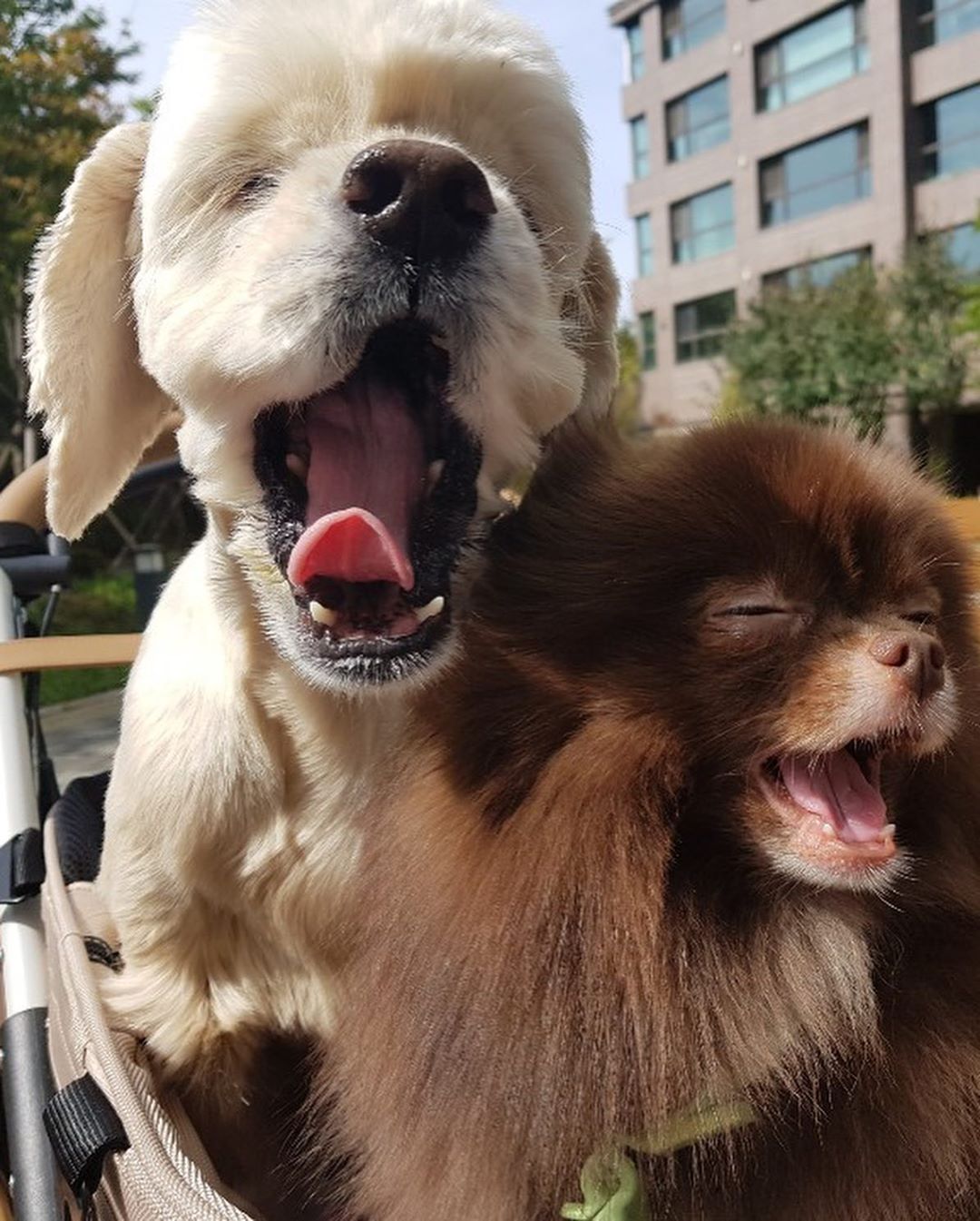 jennie和狗狗的日常,jennie有多宠狗狗