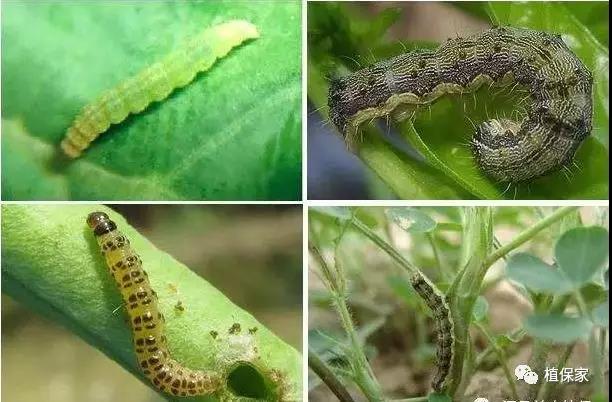 菊酯类可以和什么杀菌剂混用,甲维盐氯氰菊酯能杀红蜘蛛么