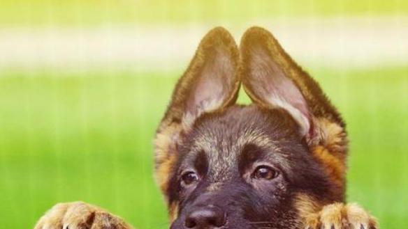 什么狗颜值又高又好养,什么狗最好养又听话高颜值