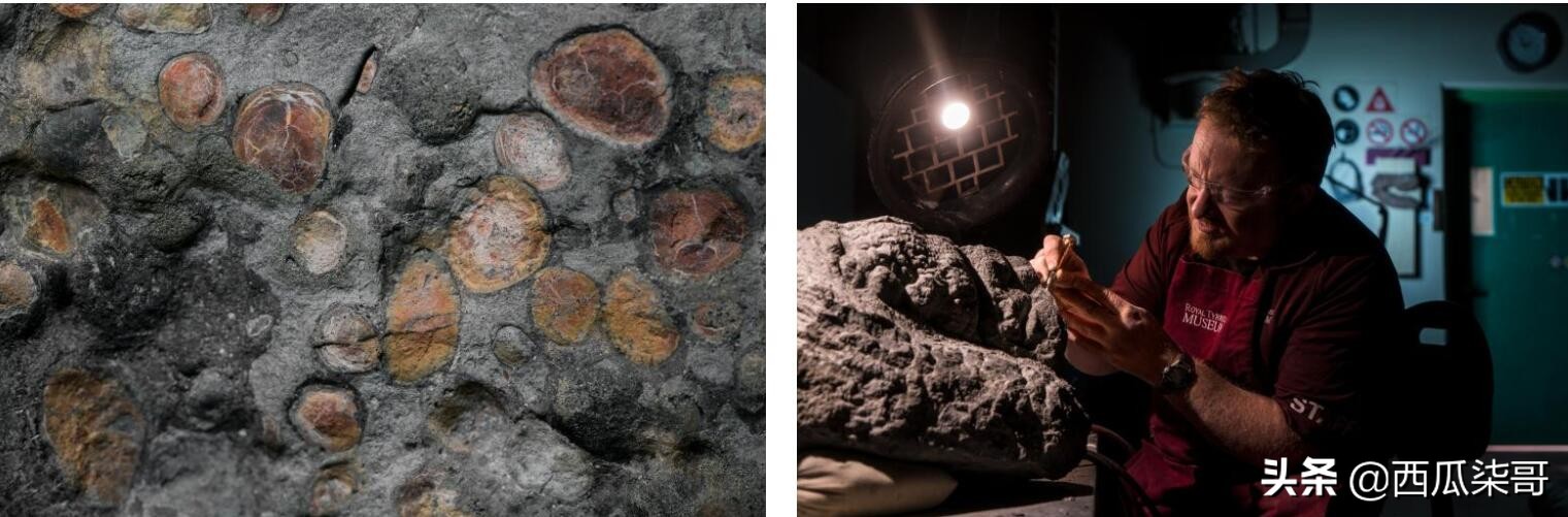 带您探索恐龙世界,探秘中国恐龙见证远古传奇