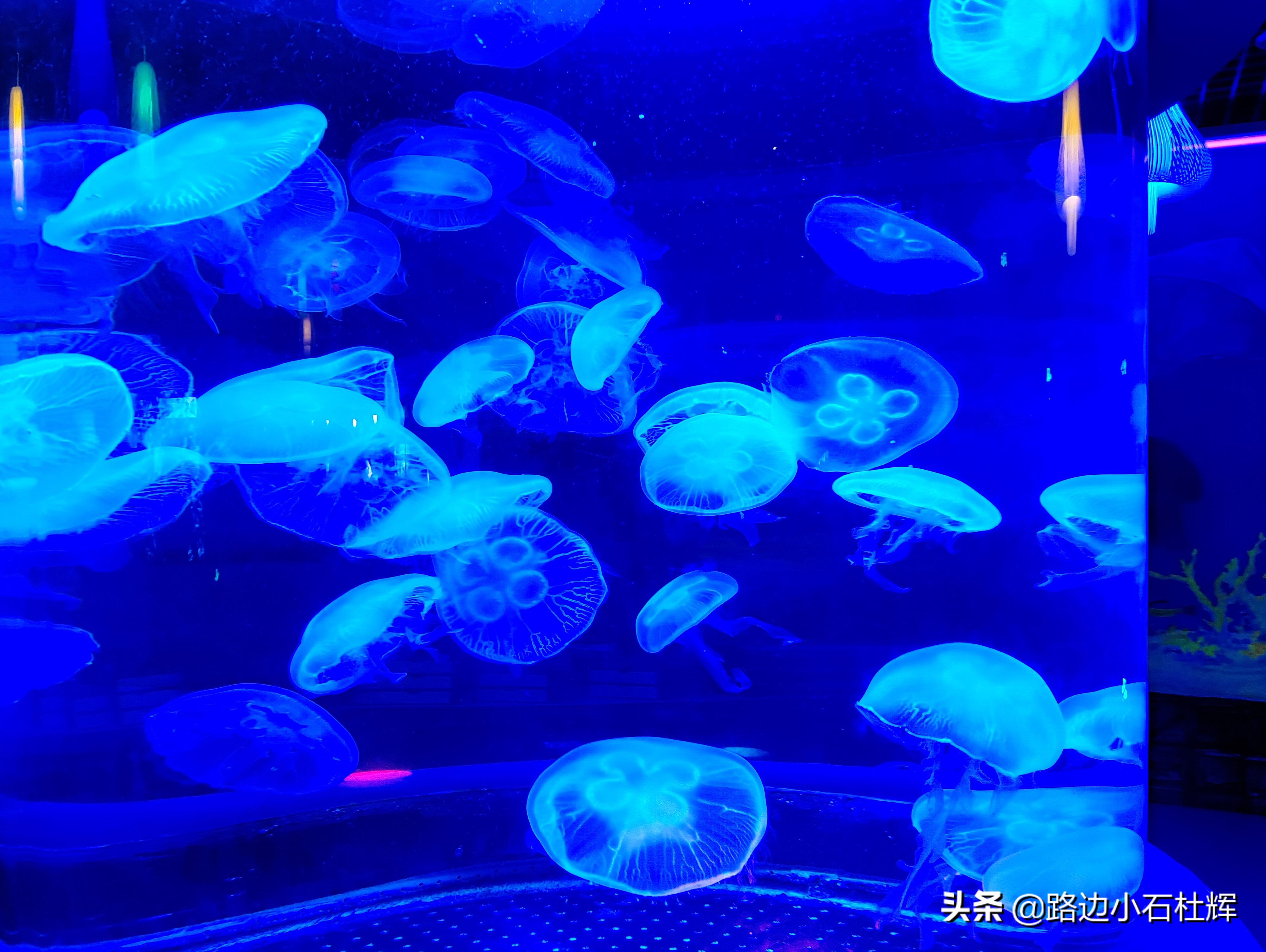 北京海洋馆海底世界和动物园攻略,游北京动物园海洋馆