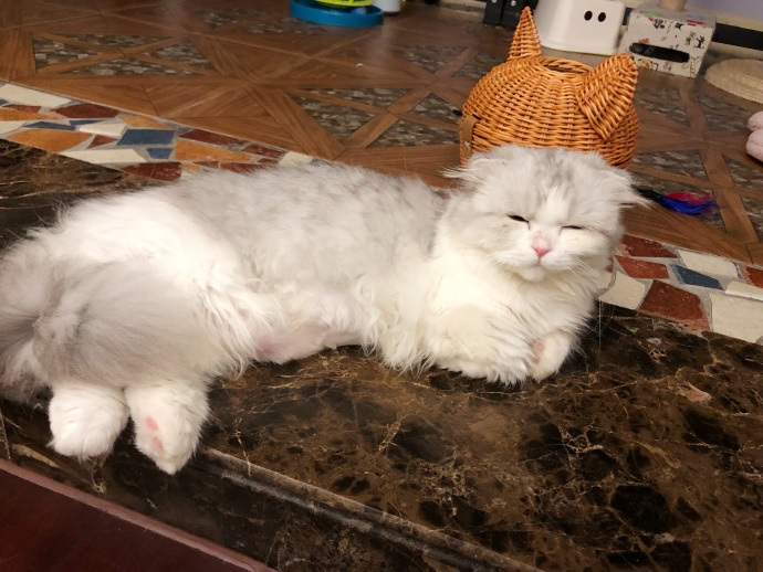 猫咪体外除虫会不会在家里,给猫咪洗澡能杀死跳蚤吗