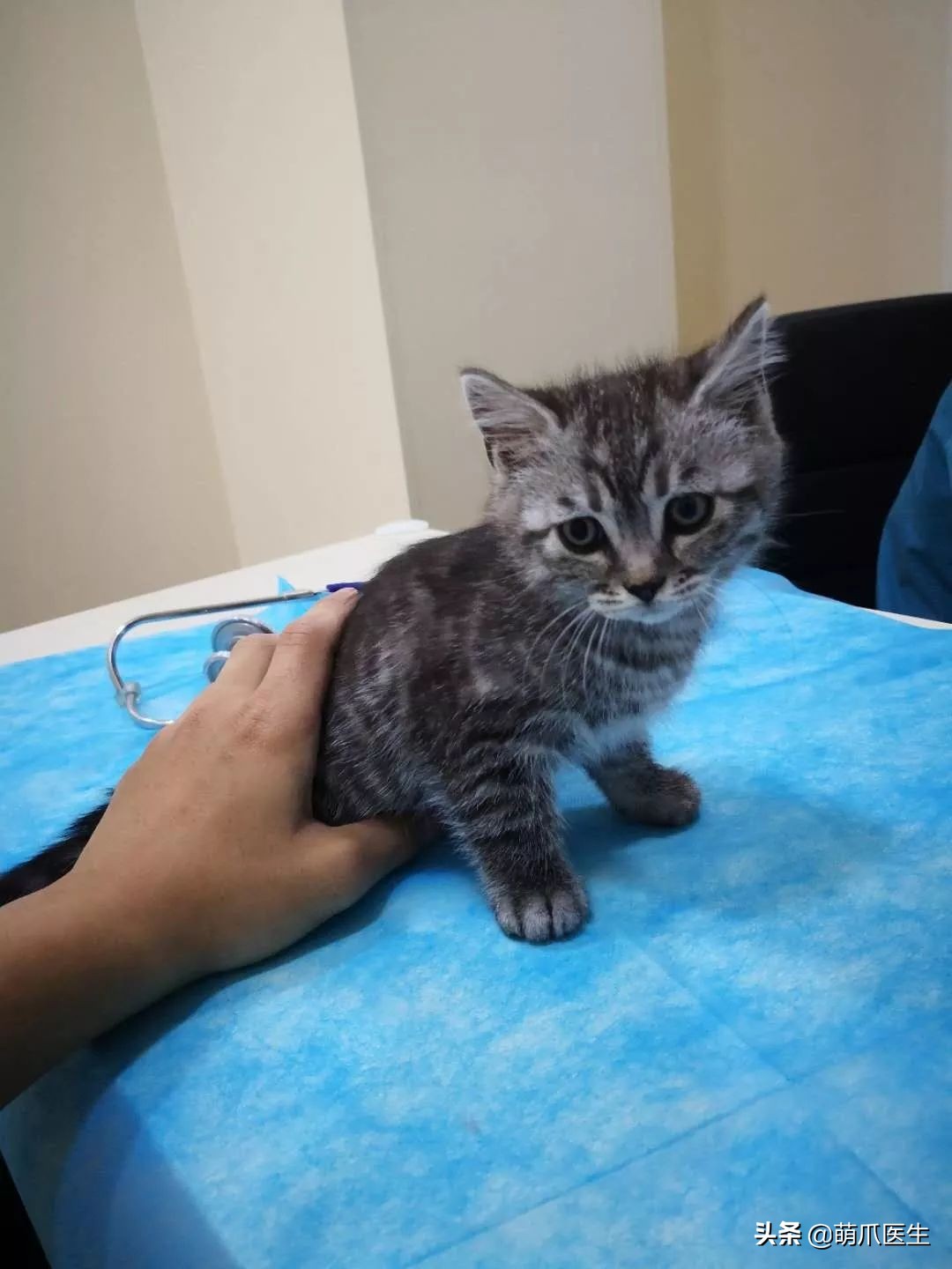 丧尽天良的黑心试剂盒，你们害死了多少猫