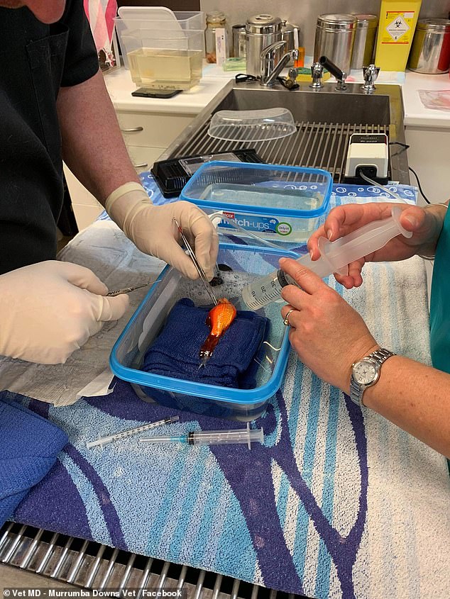 金鱼长了个大肿瘤,金鱼长瘤