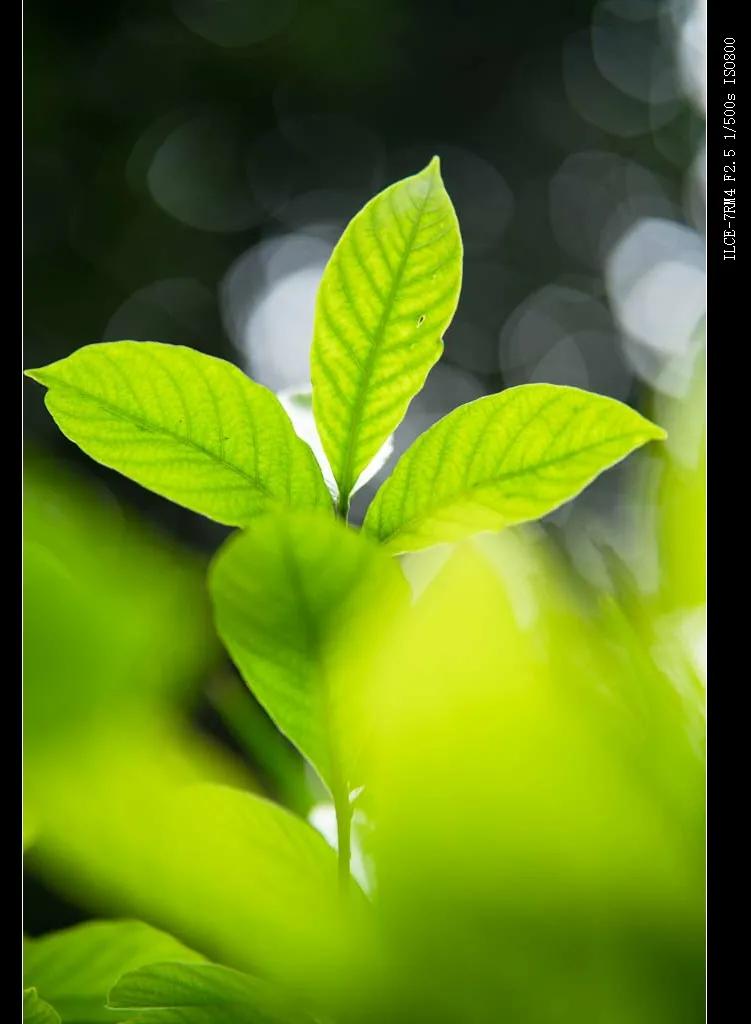 国产自动对焦镜头进击:永诺85、42.5、35mm三镜头测评