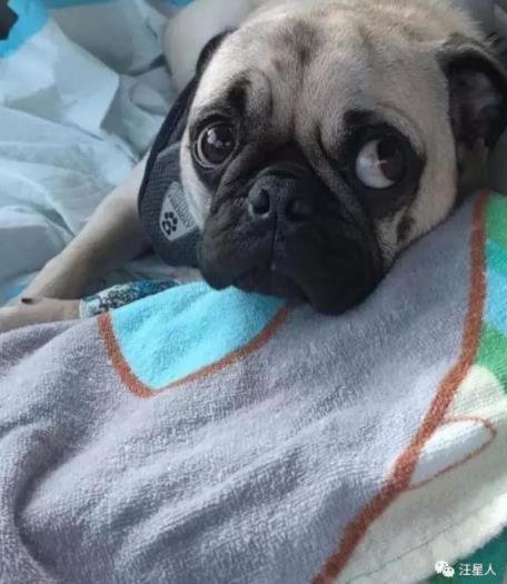 狗狗吞了钻石戒指,小狗误食金戒指