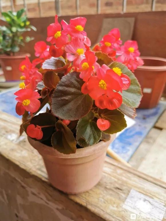 四季海棠叶子焦边干枯用什么肥,四季海棠叶子边枯萎怎么处理