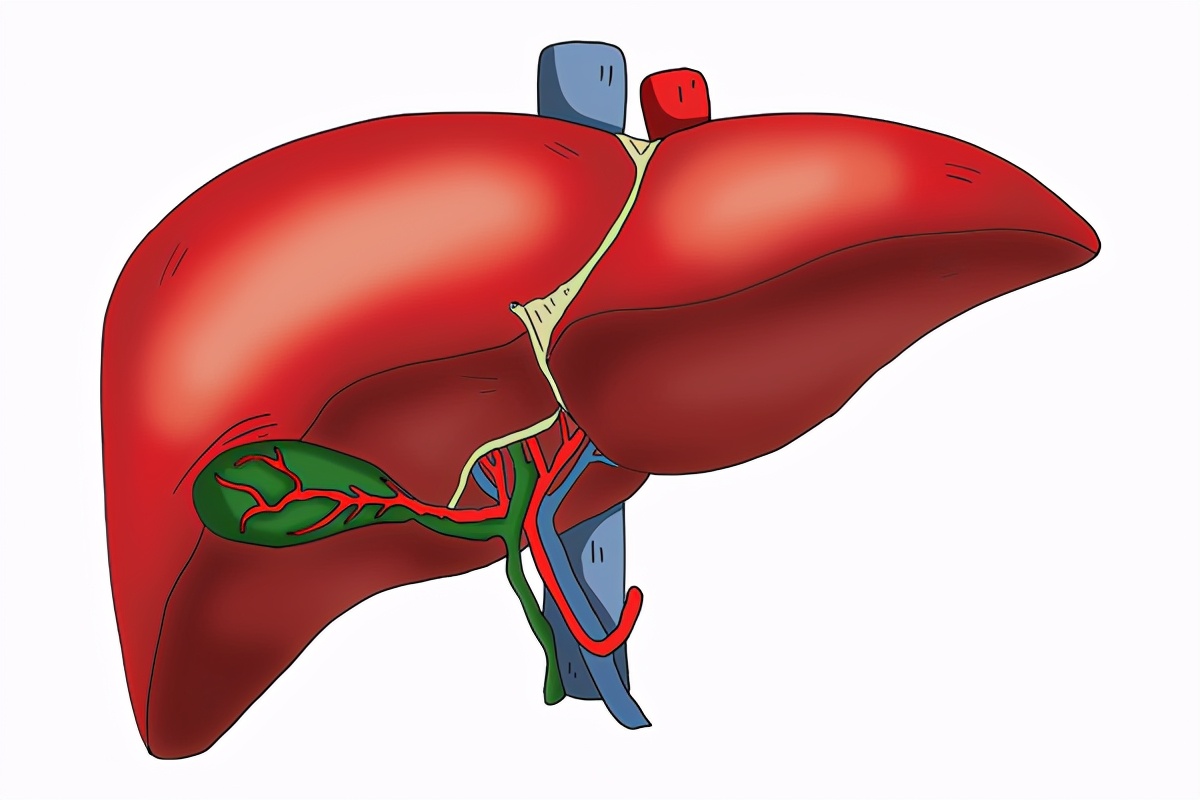 胆红素偏高与月经期有因素吗,关于胆红素偏高原因及治疗方法