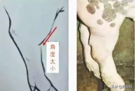 养猪实用技术——高产母猪的身体特征(图解)