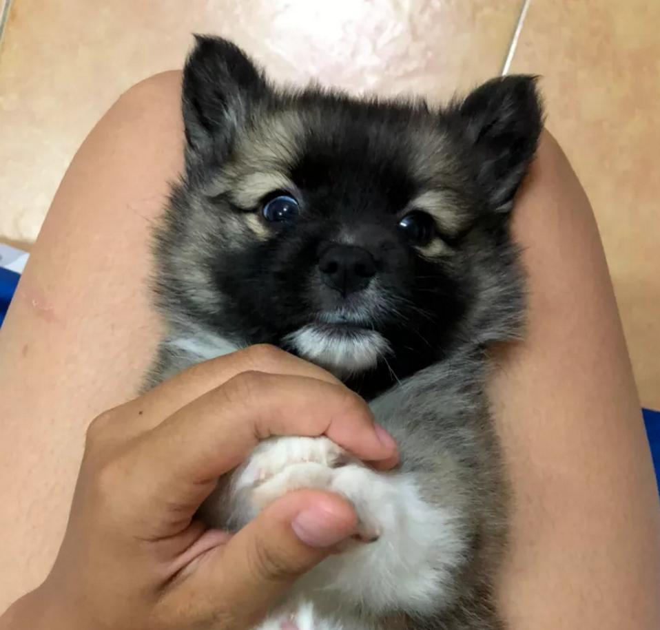 养了只黑色的柯基，一年后却成了“狐狸”，用漂*粉白**洗的？