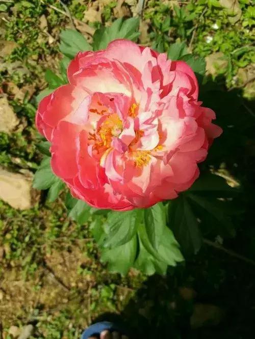 芍药沙拉是否需要放冰箱养护,芍药的养护修剪